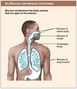 Mucous membranes.