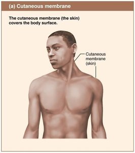 Cutaneous membrane (skin).