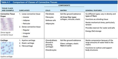 Comparison of Classes of Connective Tissues.
