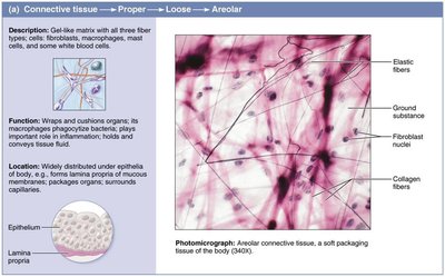 Areolar connective tissue.