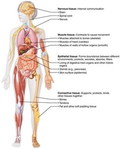 Overview of four basic tissue types: epithelial, connective, muscle, and nervous tissues.