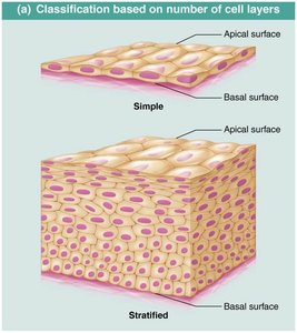 Classification based on number of cell layers.