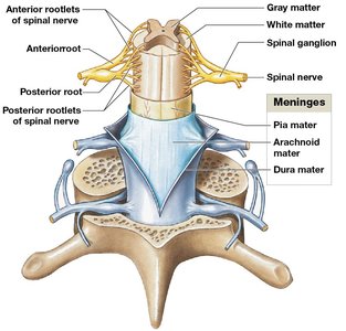 Spinal cord and meninges anatomy