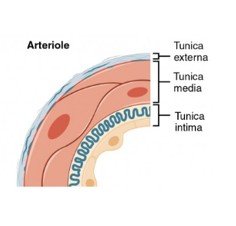 Arteriole structure