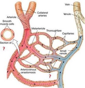 Vascular anastomoses diagram
