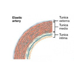 Elastic artery structure