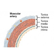 Muscular artery structure