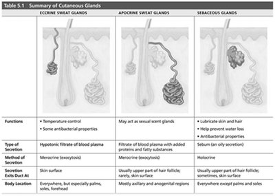 Summary table of cutaneous glands