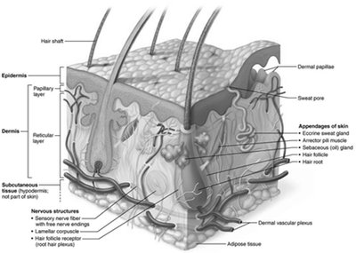 Diagram of skin structure showing epidermis, dermis, and hypodermis with associated structures