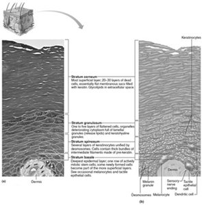 Diagram of epidermal layers and cell types