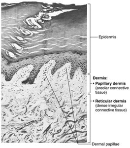 Light micrograph of the dermis showing papillary and reticular layers
