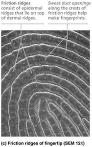 Friction ridges of fingertip