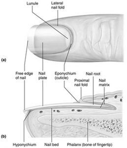 Structure of a nail