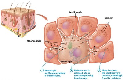 Melanocytes and melanin function