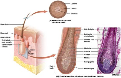 Transverse and frontal section of hair