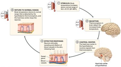 Thermoregulation when body temperature is above normal