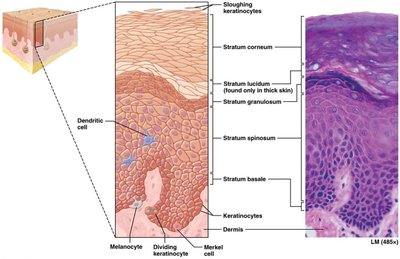 Structure of the epidermis