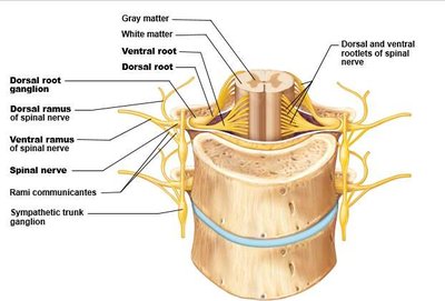 Cross-section of spinal cord and spinal nerves
