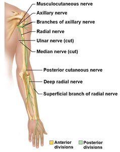 Major nerves of the upper limb