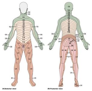 Distribution of lumbar plexus nerves to the lower limb