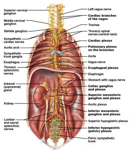 Parasympathetic and sympathetic pathways and effects