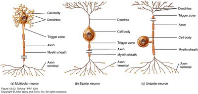 Most Common Neuron Type Anatomy & Physiology Nervous System Study Guide | Notes