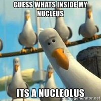 Humorous depiction of nucleolus inside nucleus