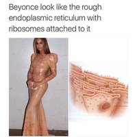 Humorous comparison of rough ER and ribosomes