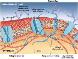 Diagram of plasma membrane structure with proteins and glycocalyx