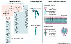 Phospholipid structure and bilayer formation