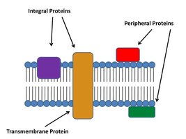 Diagram showing integral and peripheral proteins in the membrane