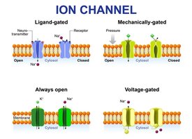 Diagram of ion channels in the plasma membrane