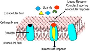 Diagram of ligand-receptor interaction in the membrane