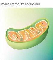 Electron micrograph of mitochondrion