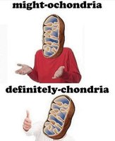 Diagram of mitochondrion structure
