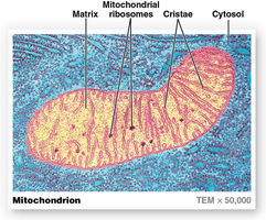 Electron micrograph of mitochondrion showing cristae and matrix