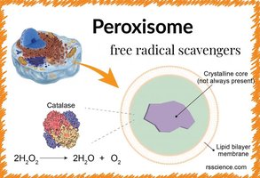 Diagram of peroxisome structure and function