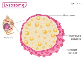 Diagram of lysosome structure and function