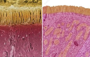 Microvilli structure in epithelial tissue
