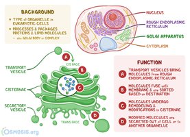 Diagram of Golgi apparatus structure and function