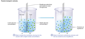 Osmosis across a membrane