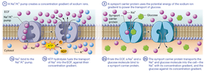 Secondary active transport mechanism