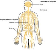 Central and Peripheral Nervous System