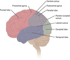 Lobes of the Cerebral Cortex