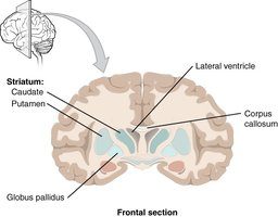 Frontal Section of Cerebral Cortex and Basal Nuclei