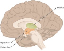 Diencephalon: Thalamus and Hypothalamus