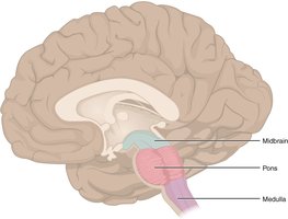 Brain Stem: Midbrain, Pons, Medulla