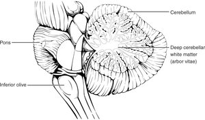 Cerebellum and Arbor Vitae