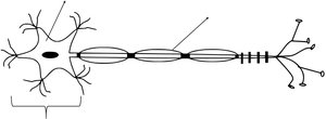 Neuron structure