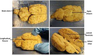 Sheep Brain Dissection Steps